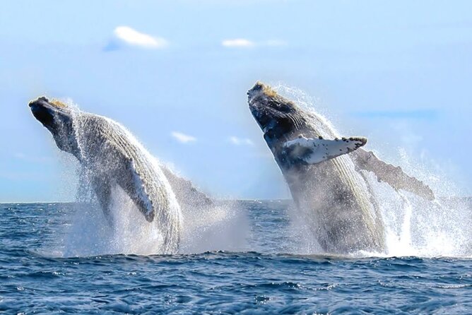 Los Cabos Private Yacht Whale Watching & Drinks - Up to 18 Guests - Watching whales without crowding them