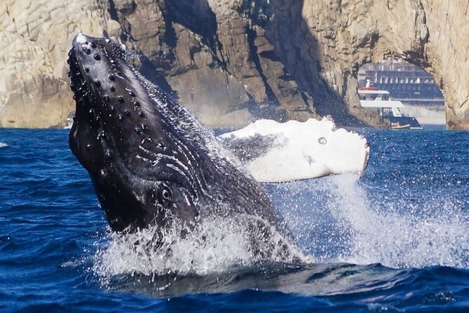 Los Cabos Private Yacht Whale Watching & Drinks - Up to 18 Guests - Snorkeling, paddle boarding, and the floating mat