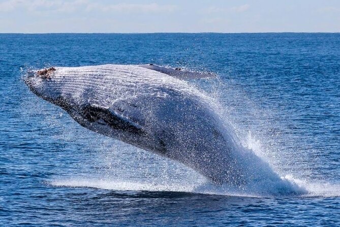 Los Cabos Private Yacht Whale Watching & Drinks - Up to 18 Guests - What is included, and what the $899 price really buys