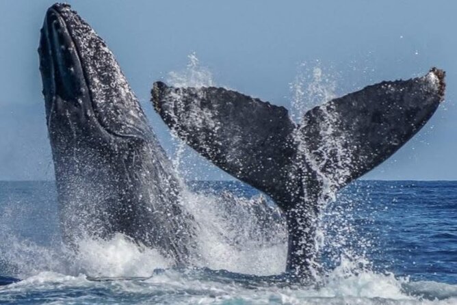 Los Cabos Private Yacht Whale Watching & Drinks - Up to 18 Guests - The yacht, comfort, and service