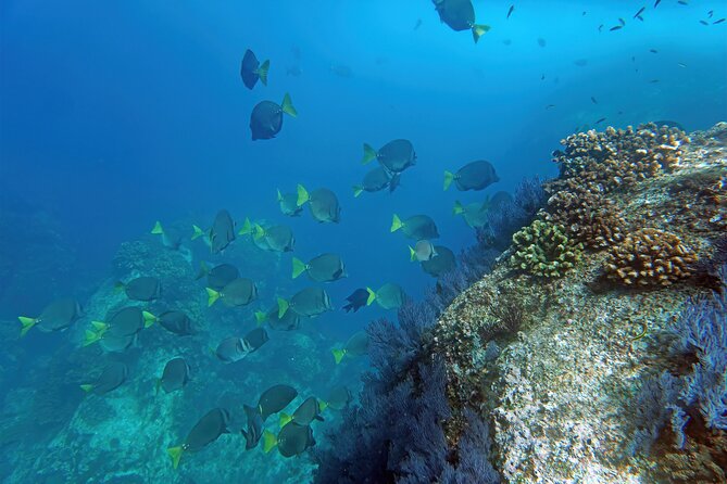 Los Cabos Snorkeling Tour by Speed Boat with Photos Included - The Arch, Lands End, and Lovers Beach from the Water