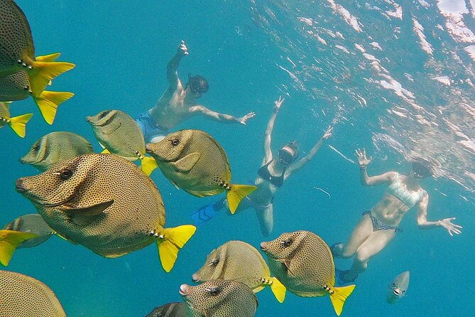 Los Cabos Snorkeling Tour by Speed Boat with Photos Included - Photos, Videos, Snacks, and Water