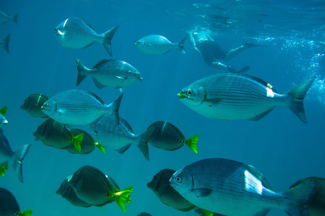 Los Cabos Snorkeling Tour to Chileno Bay and Santa Maria Cove - Two beautiful bays without a boat