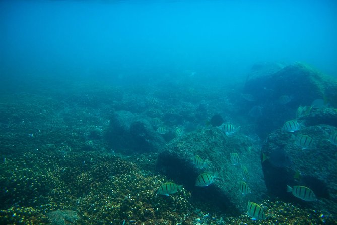 Los Cabos Snorkeling Tour to Chileno Bay and Santa Maria Cove - The guides are a major part of the value