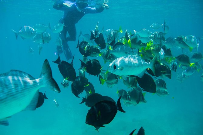 Los Cabos Snorkeling Tour to Chileno Bay and Santa Maria Cove - What comes with the $95 price