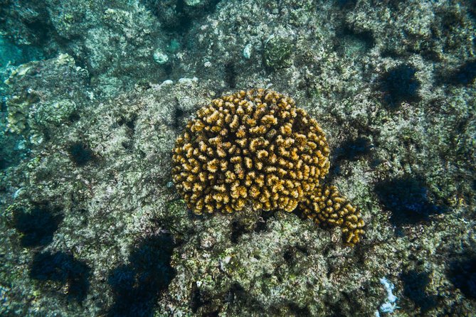 Los Cabos Snorkeling Tour to Chileno Bay and Santa Maria Cove - Morning or afternoon?