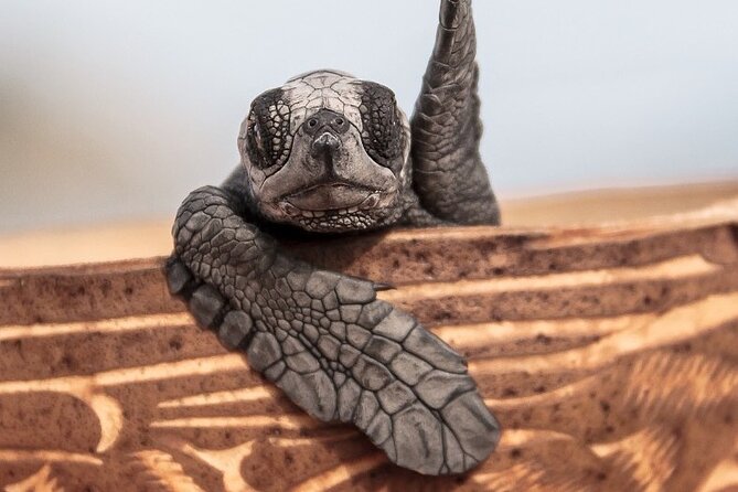 Los Cabos turtle release conservation program - Playa Migriño and the long trip to the sea