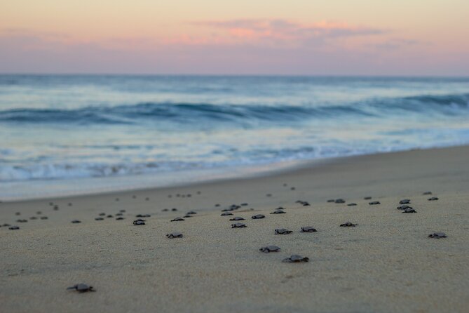 Los Cabos turtle release conservation program - Patricio’s talk gives the activity its meaning