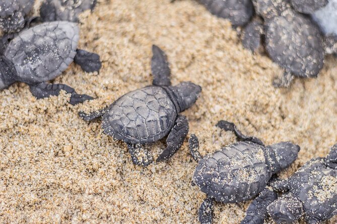 Los Cabos turtle release conservation program - Four hours sounds short until you count the driving