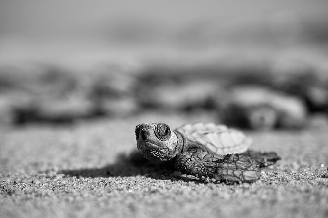 Los Cabos turtle release conservation program - Is $85 a fair price?
