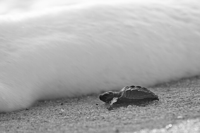 Los Cabos turtle release conservation program - Rancho Carisuva: a working conservation stop