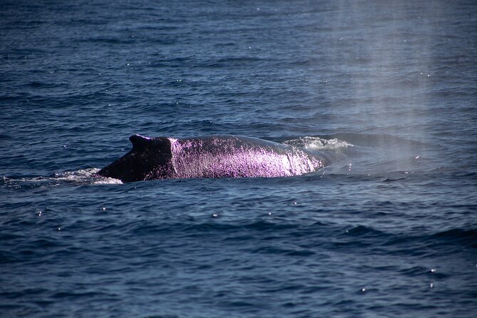 Los Cabos Whale Watching Cruise Including Breakfast - Watching whales without chasing them