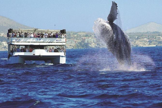 Los Cabos Whale Watching Cruise Including Breakfast - A lively crew, not a quiet research boat