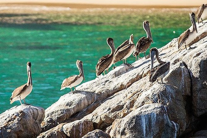 Los Cabos Whale Watching Cruise Including Breakfast - Who should book this Cabo cruise?