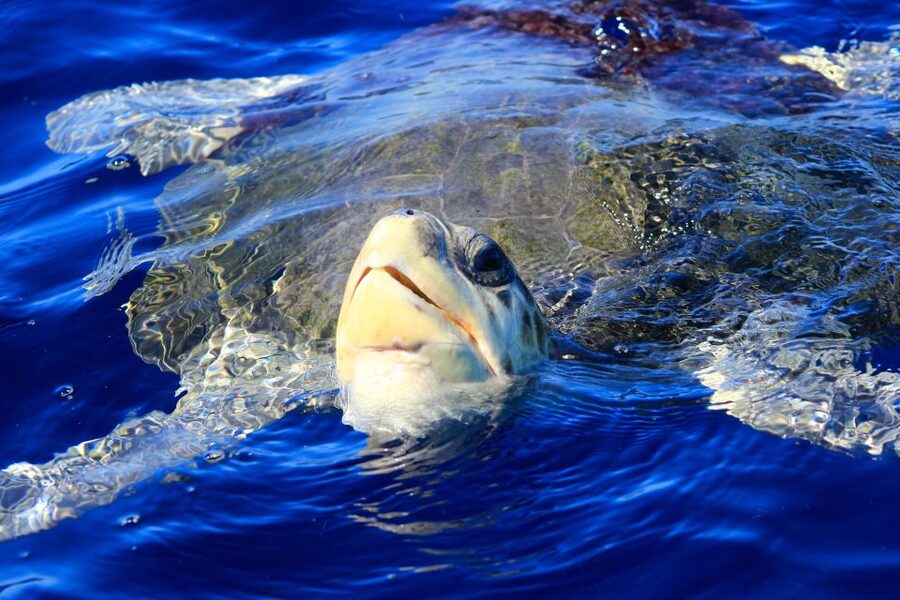 Los Cabos: Whale Watching (Transport and Pictures Included) - Timing, cancellations, and practical value