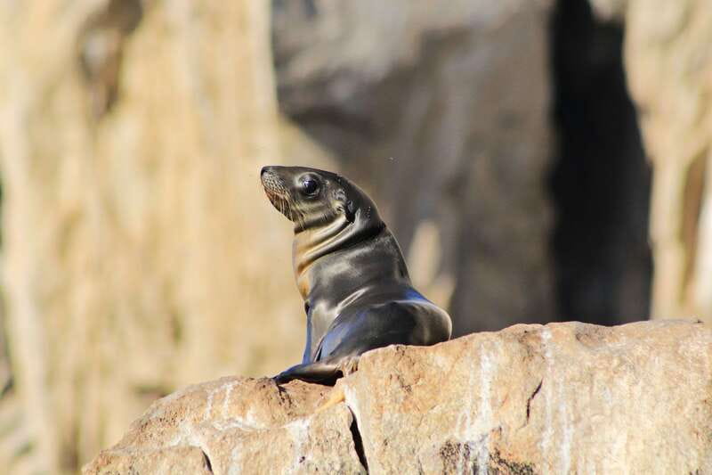 Los Cabos: Whale Watching (Transport and Pictures Included) - Getting underway from Cabo San Lucas Marina