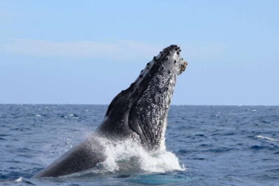 Whale Watching (Transport and Pictures Included)