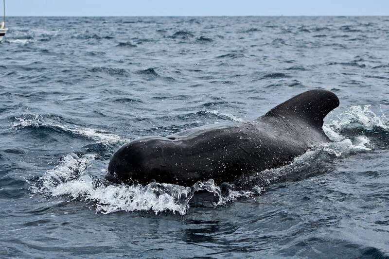 Los Cabos: Whale Watching (Transport and Pictures Included) - Land’s End, the Arch, and the sea lions