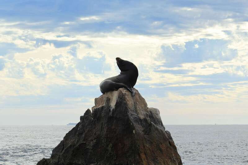 Los Cabos: Whale Watching (Transport and Pictures Included) - Two hours searching the Gulf of California