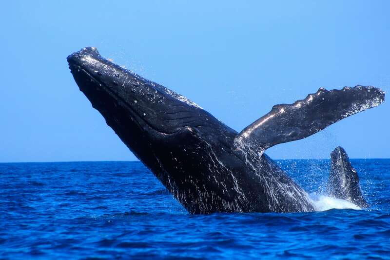 Los Cabos: Whale Watching (Transport and Pictures Included) - What the crew adds to the experience
