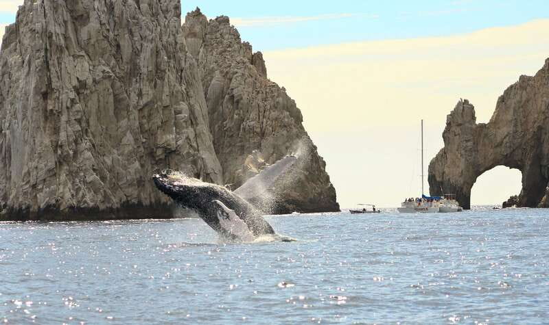 Los Cabos: Whale Watching (Transport and Pictures Included) - Comfort, seasickness, and family suitability