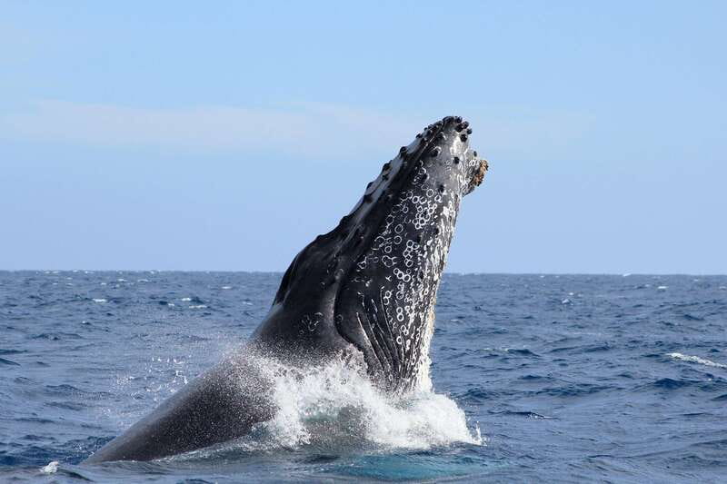 Los Cabos: Whale Watching (Transport and Pictures Included) - Pickup from three parts of the Cabo area
