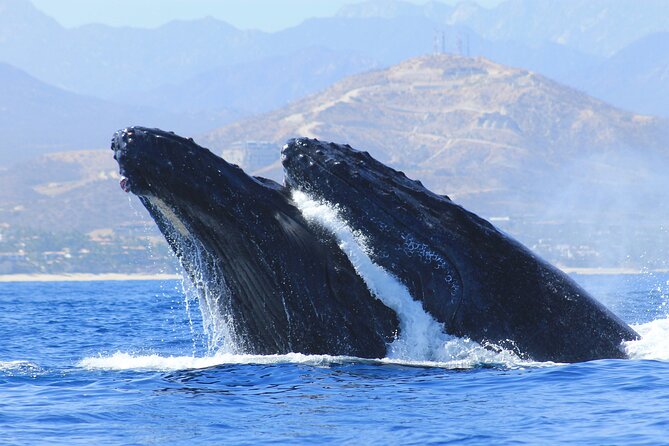 Los Cabos Whale Watching (Transportation and Pictures Included) - From Dock P to Land’s End