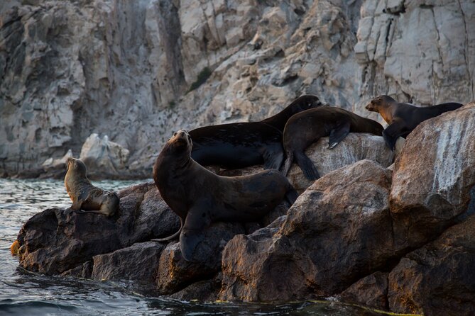 Los Cabos Whale Watching (Transportation and Pictures Included) - What you might see besides whales