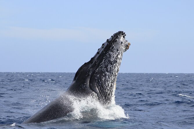Los Cabos Whale Watching (Transportation and Pictures Included) - What is included, and what is not