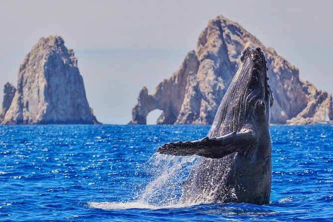 Luxury Catamaran Whale Watching Cabo San Lucas - Key things to know before you book