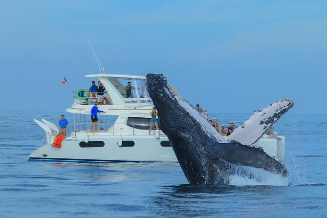 Luxury Catamaran Whale Watching Cabo San Lucas - A comfortable way to search for whales