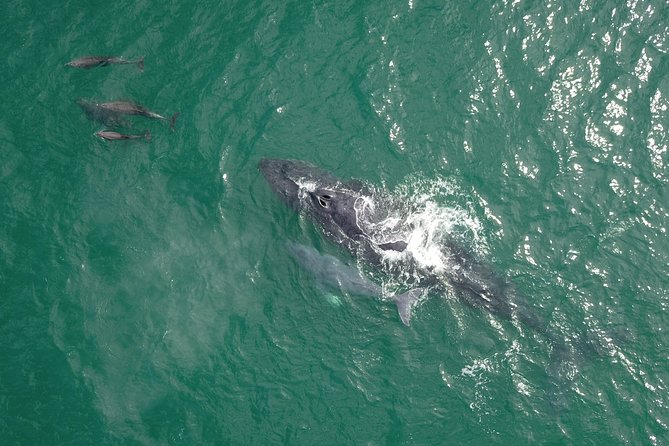 Luxury Catamaran Whale Watching Cabo San Lucas - Two hours of whale watching in the Sea of Cortez