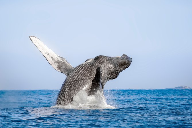 Luxury Catamaran Whale Watching Cabo San Lucas - What the catamaran is like under way