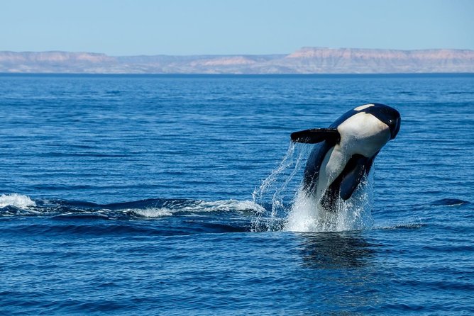 Luxury Catamaran Whale Watching Cabo San Lucas - How much value do you get for $129?