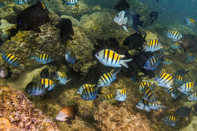 Magical Cenote and Paradise Lagoon Snorkeling Adventure - Fitness, age, and safety rules
