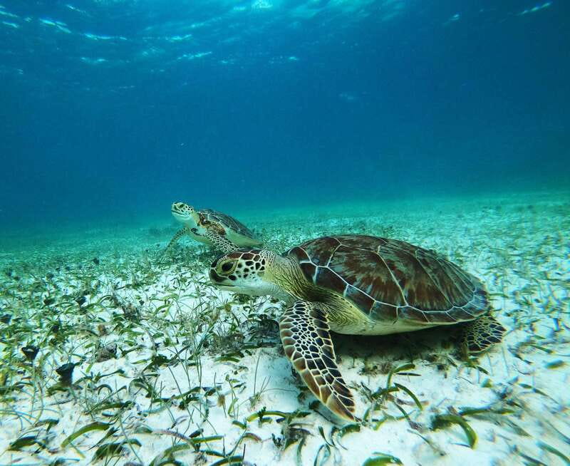 Mahahual: Snorkel Tour in Reef Lagoon - Key points to know before you book