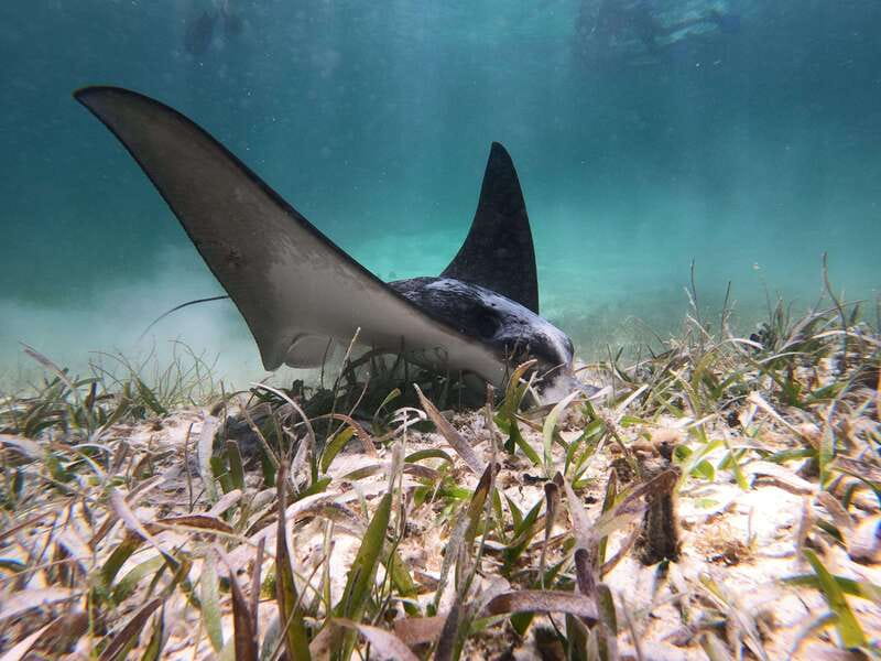 Mahahual: Snorkel Tour in Reef Lagoon - What this Mahahual reef trip is really like