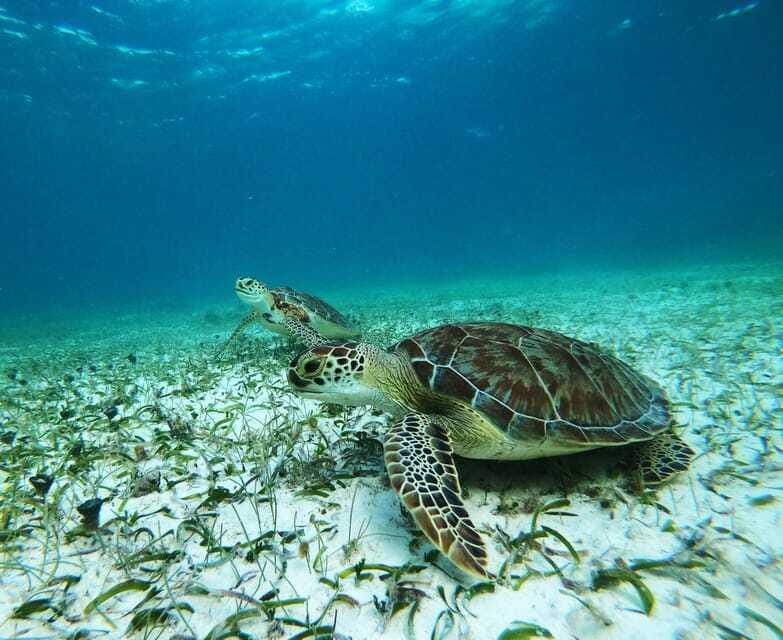 Mahahual: Snorkel Tour in Reef Lagoon - One hour among coral heads, grass, and sand
