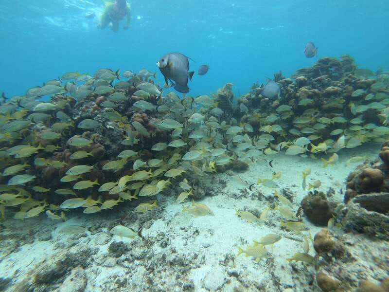Mahahual: Snorkel Tour in Reef Lagoon - What the $37 price includes