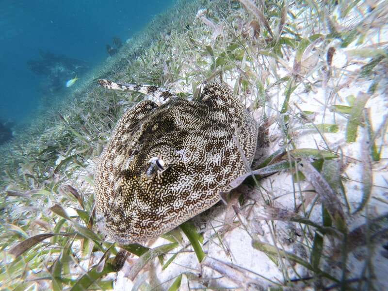 Mahahual: Snorkel Tour in Reef Lagoon - What to bring and what to leave behind