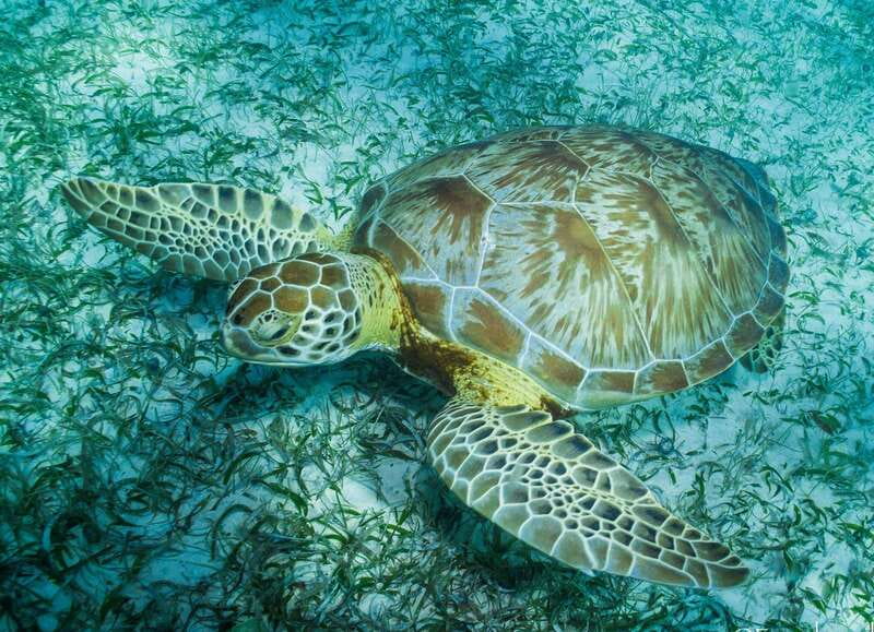 Mahahual: Snorkel Tour in Reef Lagoon - Starting at Blue Kay Ecocabañas