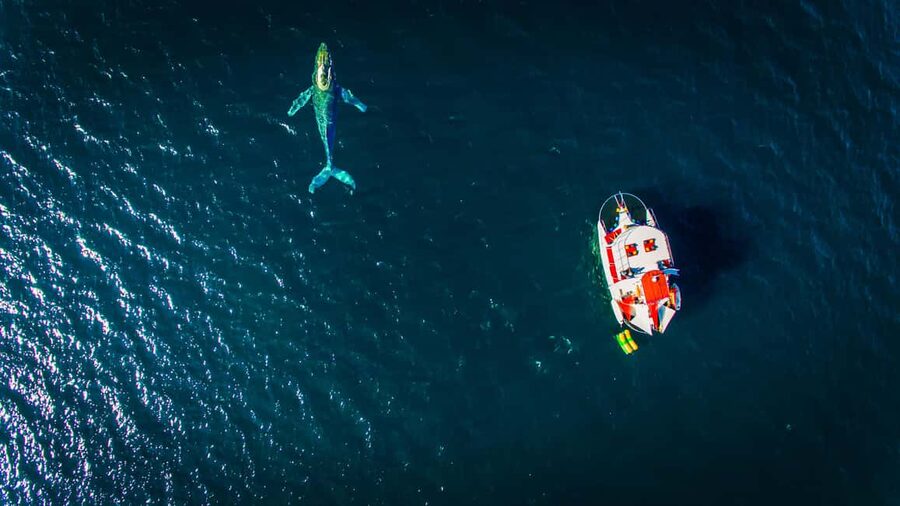 Marietas Islands Boat Tour: Snorkel, Kayak, Playa Nopalera - Starting from Paradise Village or Carlos Co y usa
