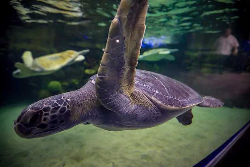 Mazatlan: Grand Aquarium Ticket and City Sightseeing Tour - Manta rays and the optional shark encounter