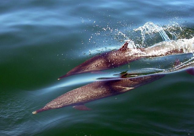 Mega Yacht ALL INCLUSIVE Yelapa Waterfall & Snorkeling Adventure - Playa Chica Locca: slides, snorkeling, and water toys