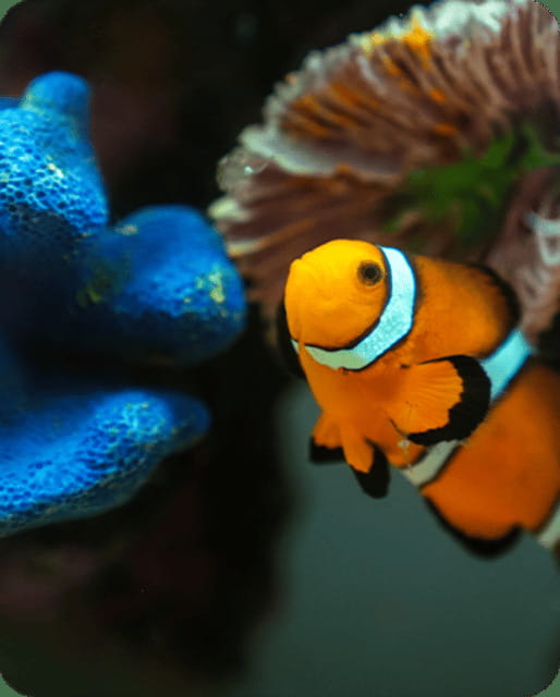 Mexico City: Fast Pass Ticket to Acuarium Inbursa - What the $19 Acuario Inbursa pass actually gives you