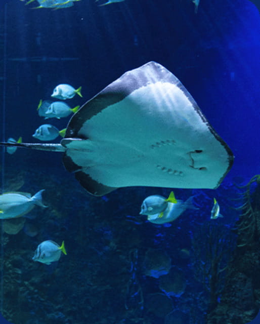 Mexico City: Fast Pass Ticket to Acuarium Inbursa - Sharks, rays, and tropical fish provide the broadest range