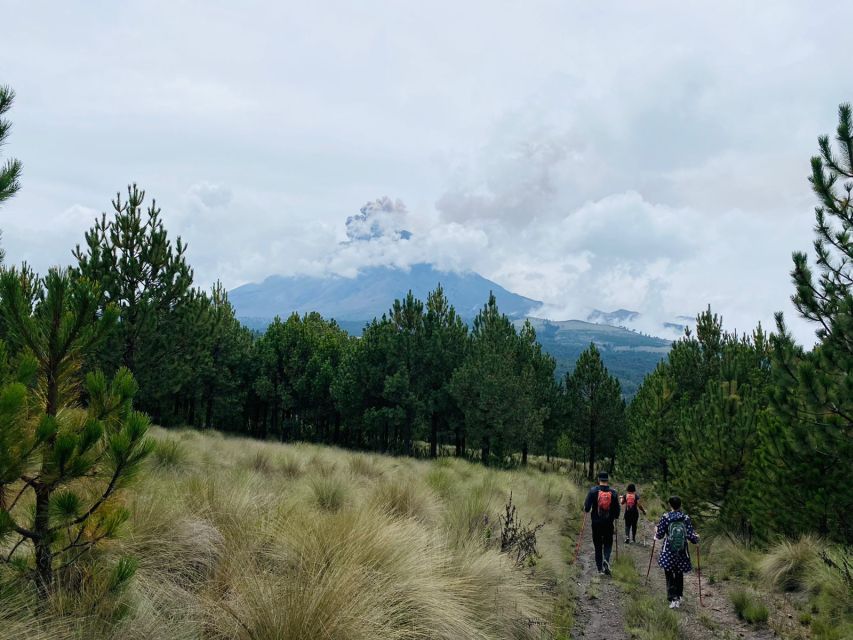 Mexico City: Guided Volcano Trek with Lunch - Native plants, pine forest, and the Amalacaxco Ravine