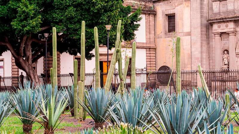 Mexico City: Historic Downtown Walking Tour - The pace, the noise, and the physical demands
