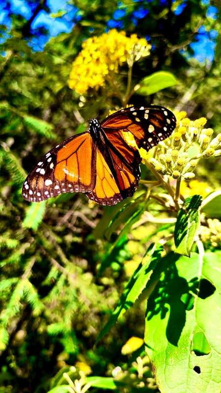 Mexico City: Monarch Butterfly Sanctuary Day Tour - Why Sierra Chincua is worth the long road