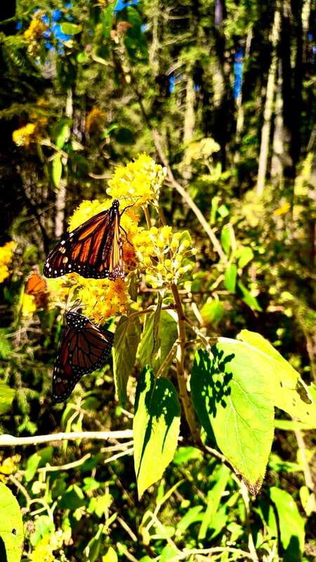 Mexico City: Monarch Butterfly Sanctuary Day Tour - Walking into the five-hour sanctuary visit
